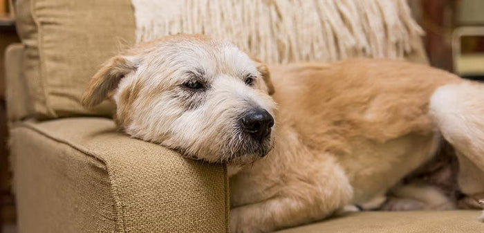 How to Make Your Senior Dog More Comfortable at Home